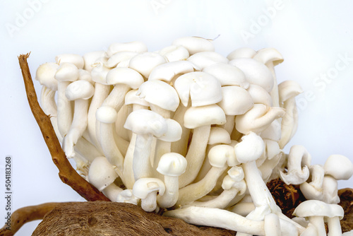 Shimeji mushroom or White beech mushroom isolated on white background, decorated on wooden log under studio lighting and macro setup. 