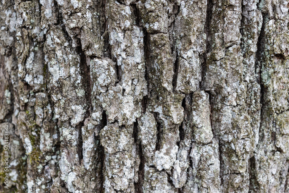 Fototapeta premium Close up Old Wood Tree Texture Background Pattern