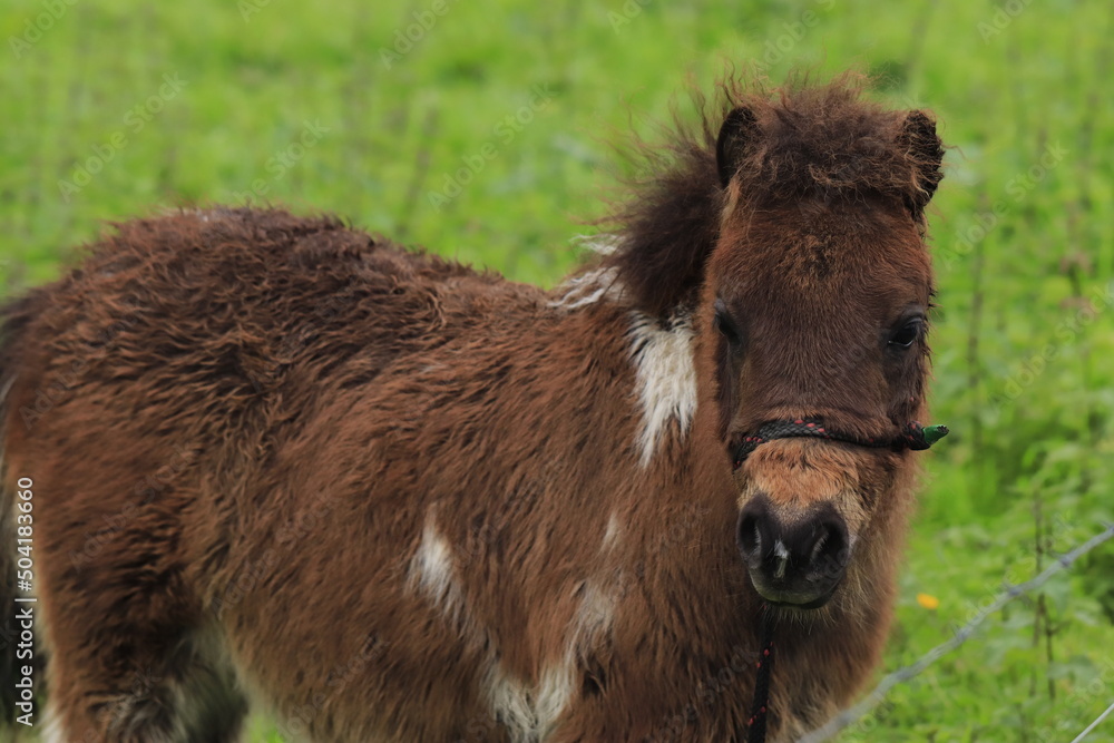 Fototapeta premium A little pony grazing in the field on a farm.
