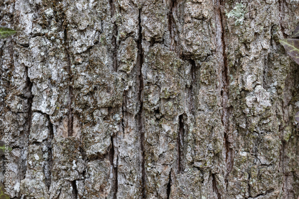 Close up Old Wood Tree Texture Background Pattern Close up Old Wood Tree Texture Background Pattern