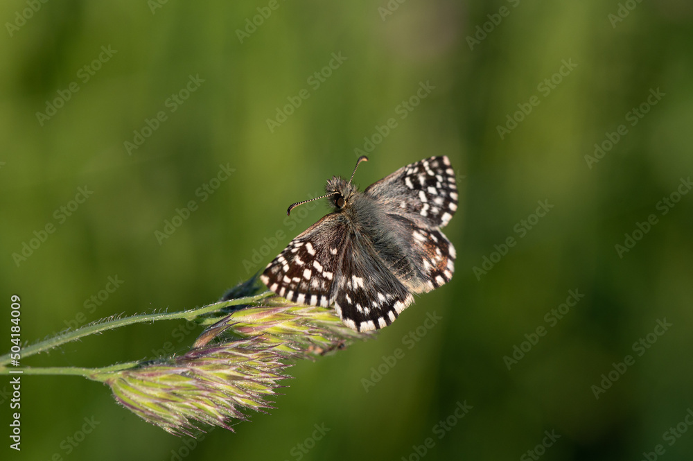 Pyrgus malvae - Grizzled Skipper - Hespérie de la Mauve Pyrgus malvae - Grizzled Skipper - Hespérie de la Mauve
