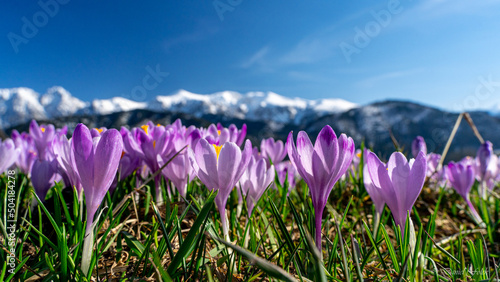 Krokusy, Wiosna w Tatrach , Podhale, Zakopane , Giewont, Karpaty , Polska, Słowacja