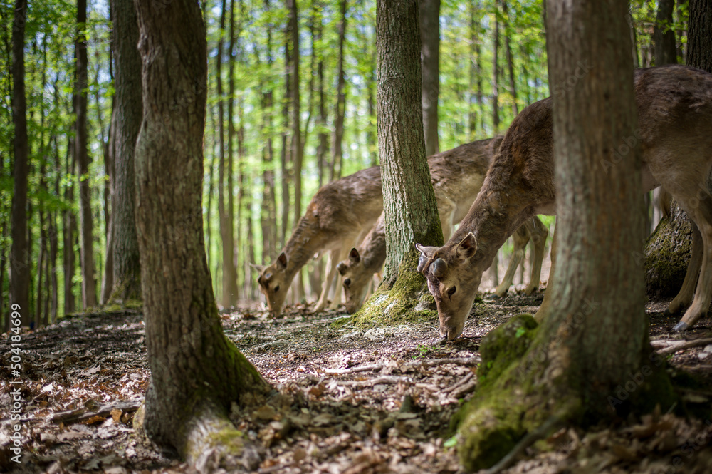 young male deers in the spring forest young male deers in the spring forest