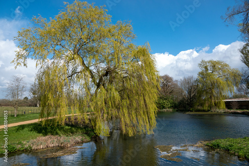 beautiful weeping willow overhanging a river