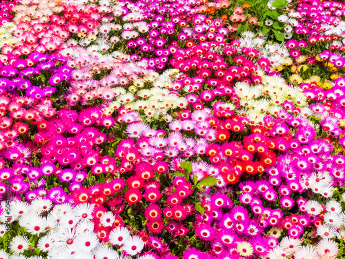 リビングストンデージー