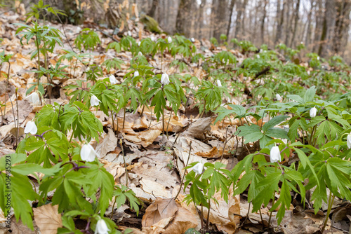 White wood anemone flowers in spring forest closeup. Forest meadow covered by Primerose flowers