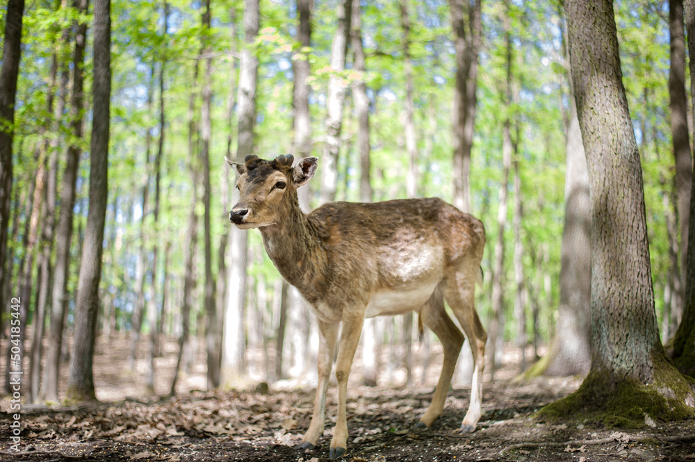 young male deers in the spring forest