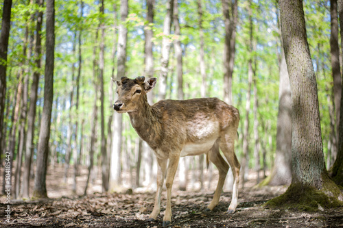 young male deers in the spring forest