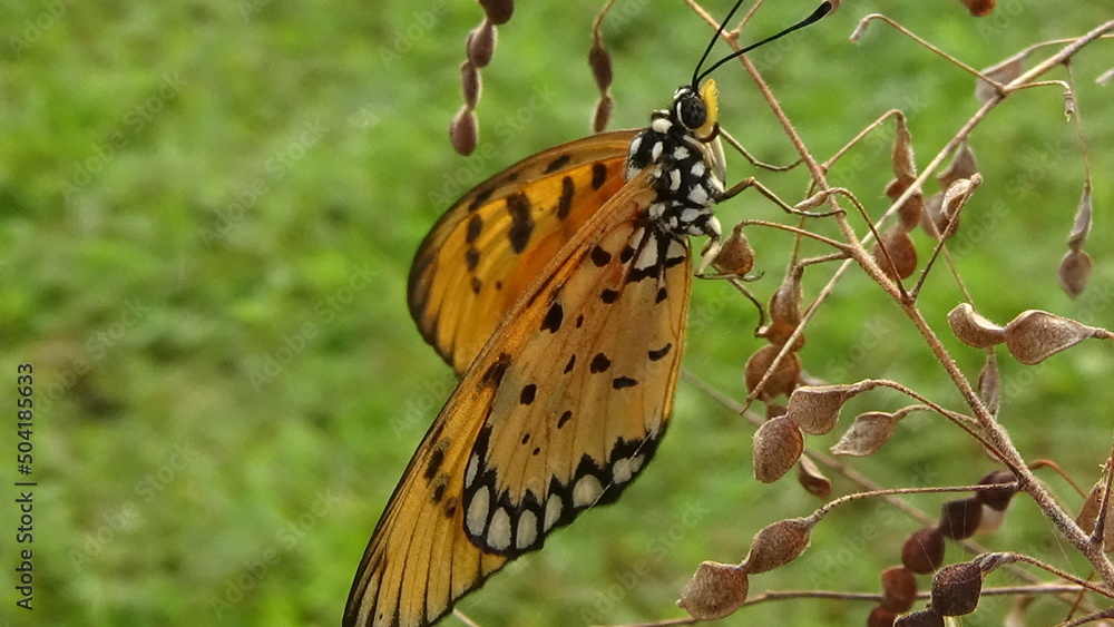 Fototapeta premium Closeup photos of butterfly in the garden