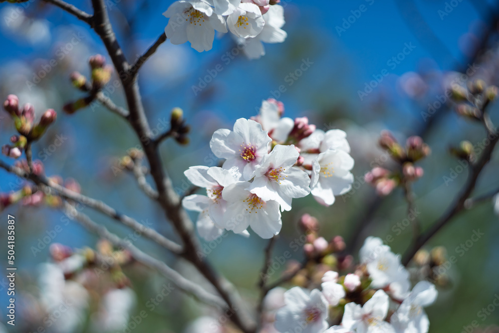 桜 桜