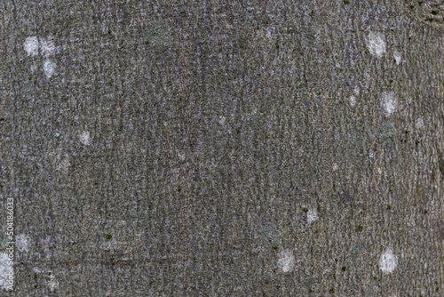 Close-up texture of grey beech tree bark with white spots of lichen, macro image background