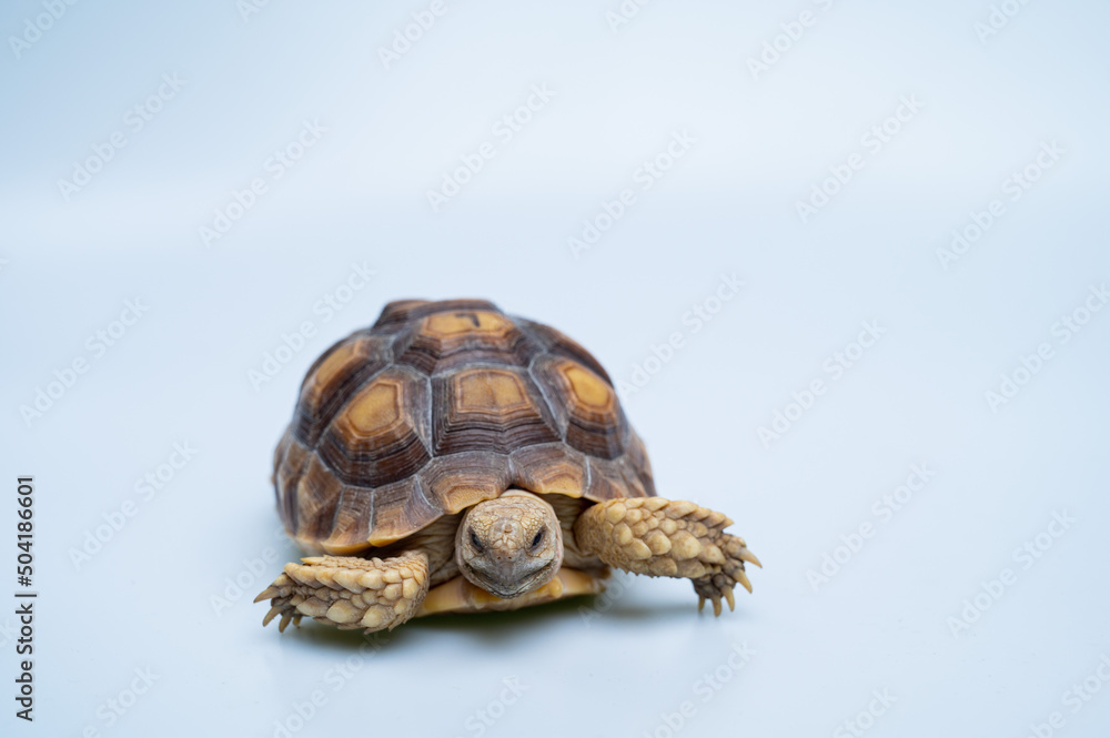 Sucata tortoise on white background Sucata tortoise on white background