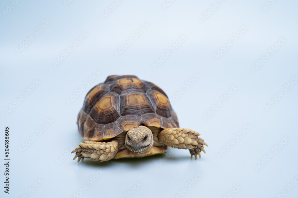 Fototapeta premium Sucata tortoise on white background