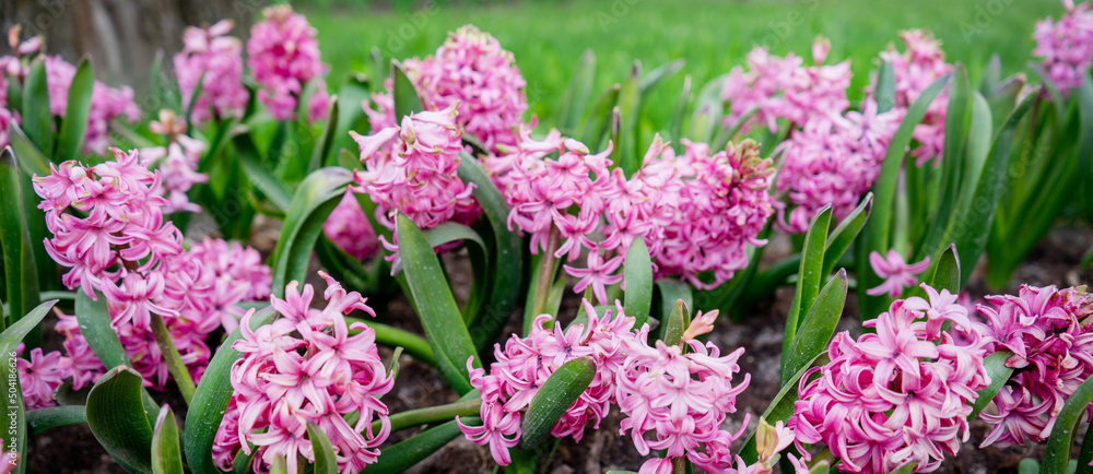 Beautiful blooming of spring flowers, the revival of nature, background, macro photography of flowers. Beautiful bright pink summer flowers, nature background.
Beautiful blooming of spring flowers, the revival of nature, background, macro photography of flowers. Beautiful bright pink summer flowers, nature background.