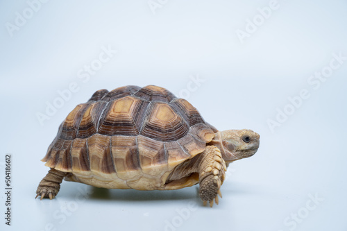 Sucata tortoise on white background