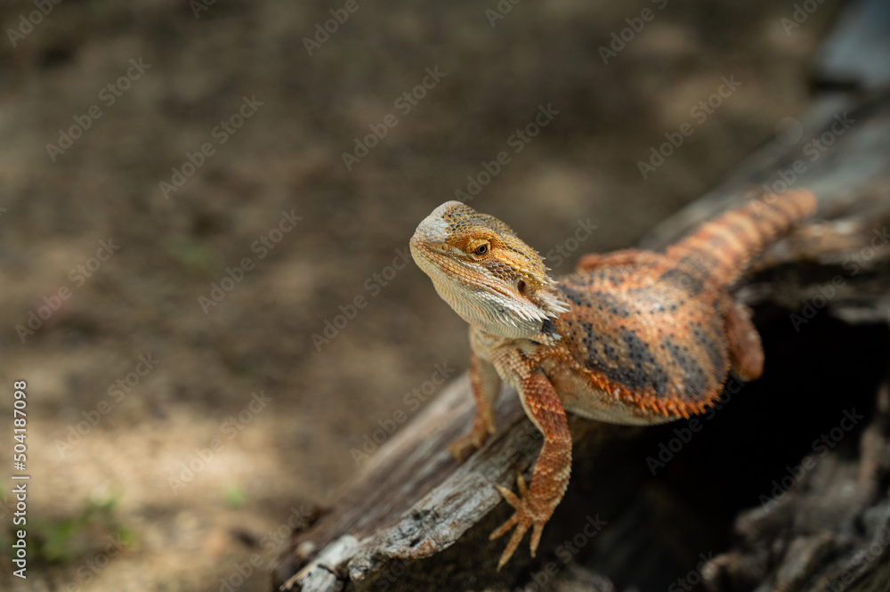 Naklejka premium bearded dragon on ground with blur background