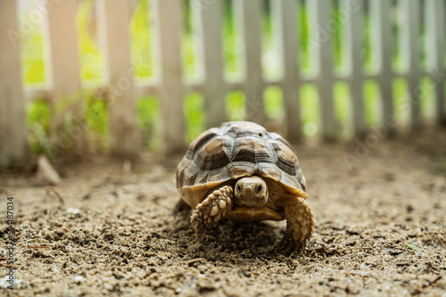 Sucata tortoise on the ground photo