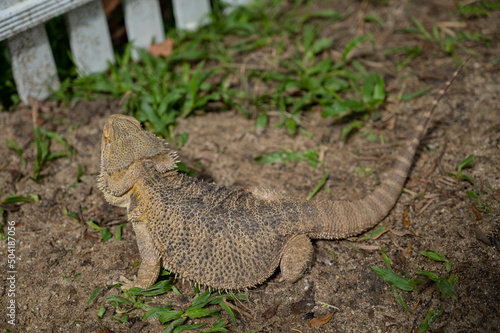 bearded dragon on ground with blur background