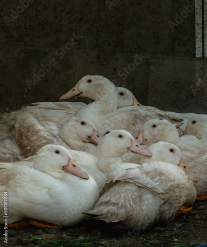 Flock of white domestic geese. Ranch duck Feeding