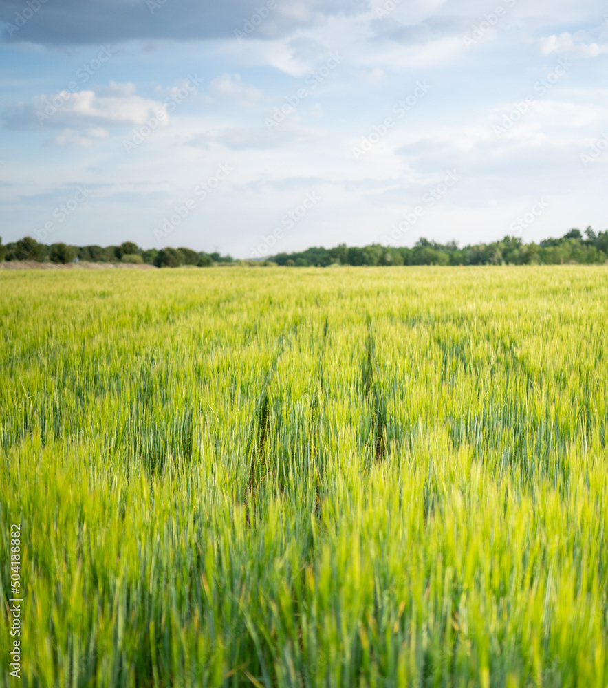 Landscape overlooking endless green field of grass and deep sky Landscape overlooking endless green field of grass and deep sky
