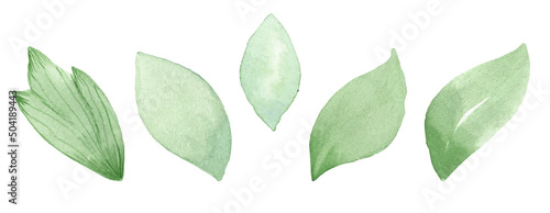 A set of vector watercolor leaves. Lovely design elements to make your own patterns, laurels and compositions. Great for wedding or invitations. Vector watercolor. Vectorized painting.