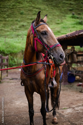 portrait of a horse