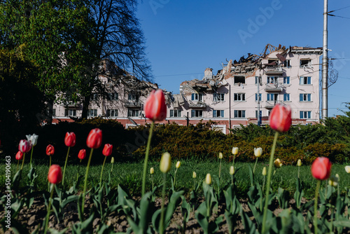 A house in the Ukrainian city of Chernihiv near Kyiv in northern Ukraine was damaged. The ruins of the hotel during the war between Russia and Ukraine in 2022. Photo through red tulips. Airstrike photo