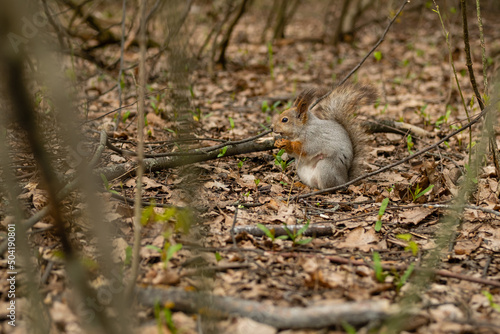 Gray fluffy squirrel holds a hazelnut in its paws and eat it in spring forest.