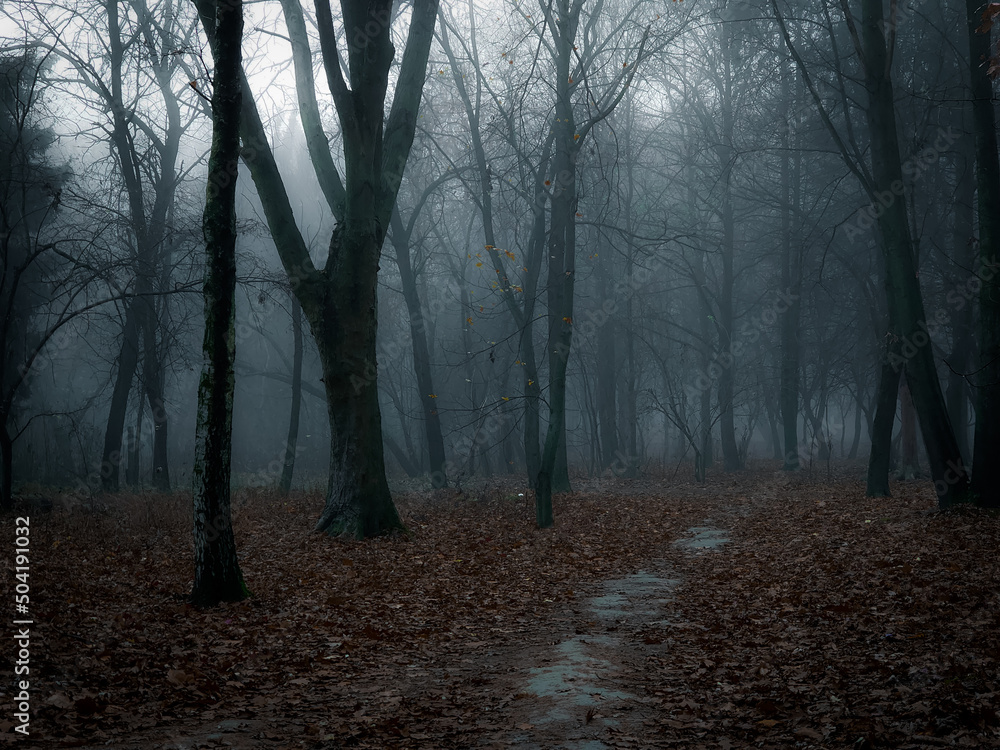 Dark forest in thick fog. Creepy forest at dawn. Atmospheric autumn woods. Dark forest in thick fog. Creepy forest at dawn. Atmospheric autumn woods.