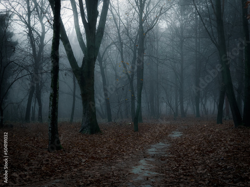 Dark forest in thick fog. Creepy forest at dawn. Atmospheric autumn woods. 