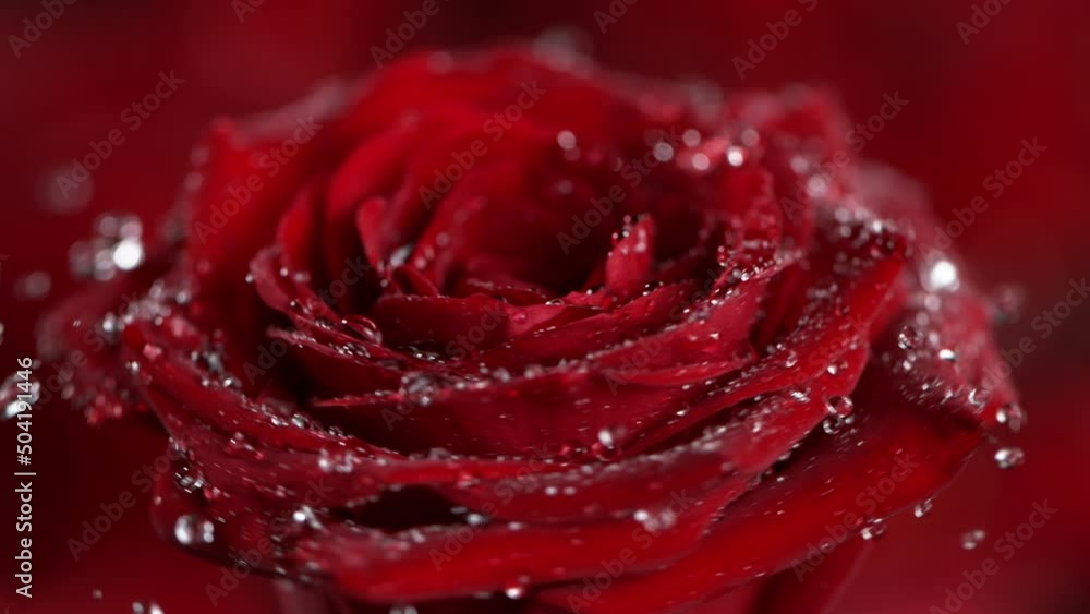 Super slow motion shot of rotating and splashing red rose bloom at 1000 fps. Super slow motion shot of rotating and splashing red rose bloom at 1000 fps.