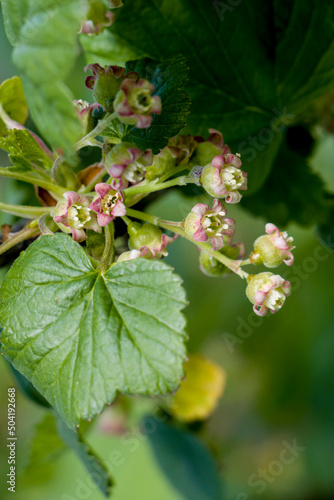 Buds and flowers of currant. Flowering berry bushes. selective focus