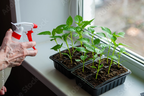 Elderly woman sprays pepper seedlings with water standing at home on windowsill.