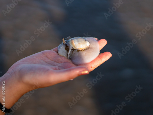 Hand holding a snail on the beach