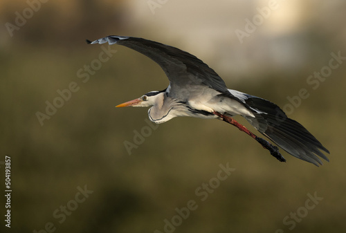 Grey Heron in flight at Tubli bay, Bahrain