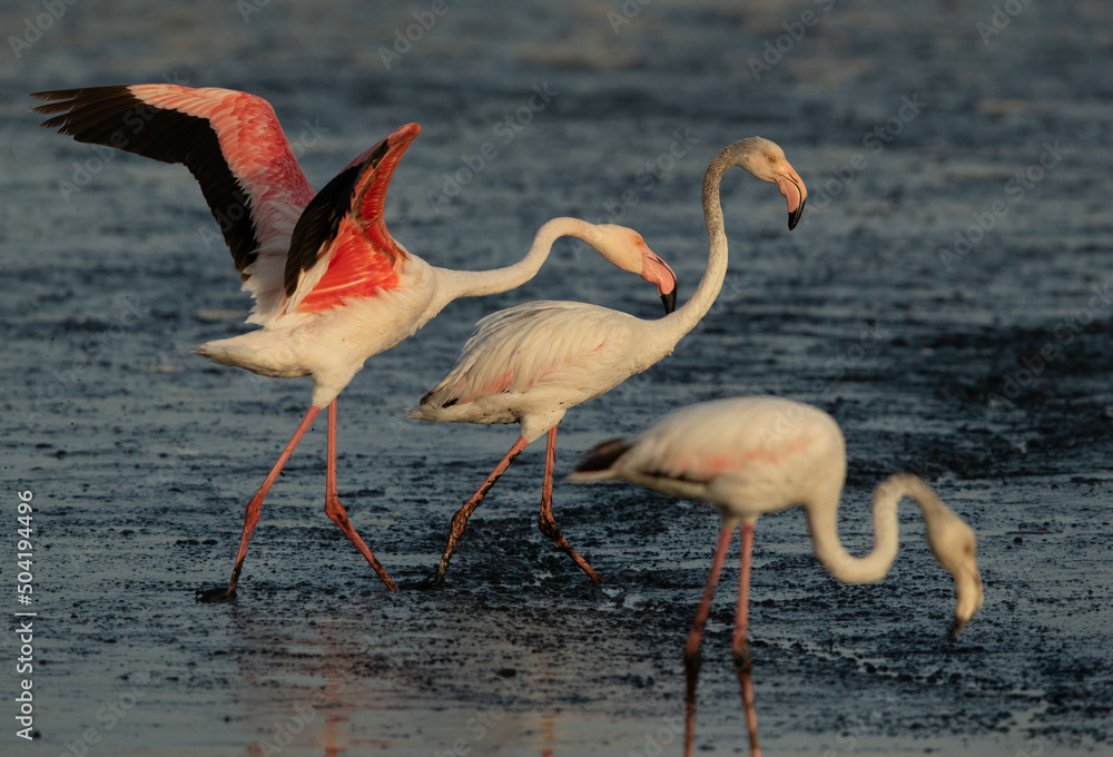 Greater Flamingos territory fight while feeding at Tubli bay in the morning, Bahrain