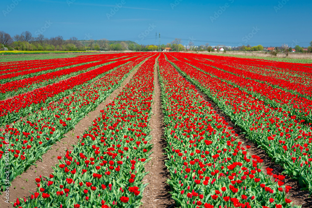 Blooming red tulips field at sunny day