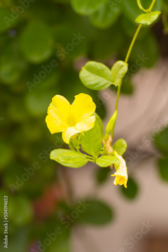 yellow Flowers wayside