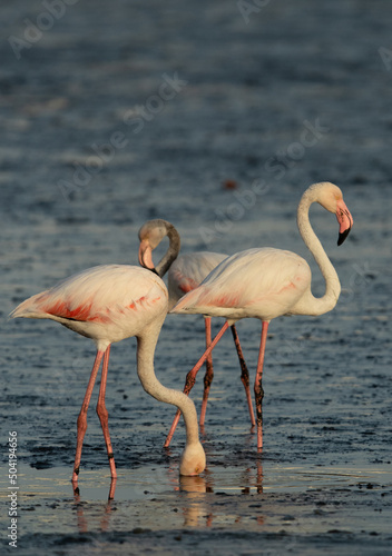 Greater Flamingos in the golden light at Tubli bay, Bahrain