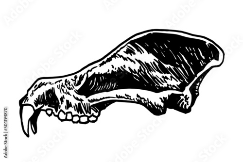 Graphical skull of bear isolated on white,paleontological vector element