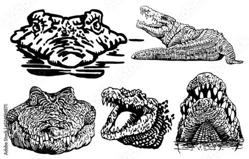 Graphical set of crocodiles isolated on white background, vector illustration
