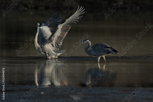 A pair of Grey Heron and reflection on water at Tubli bay, Bahrain