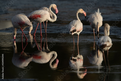 A flock of Greater Flamingos and beautiful reflection on water, Bahrain