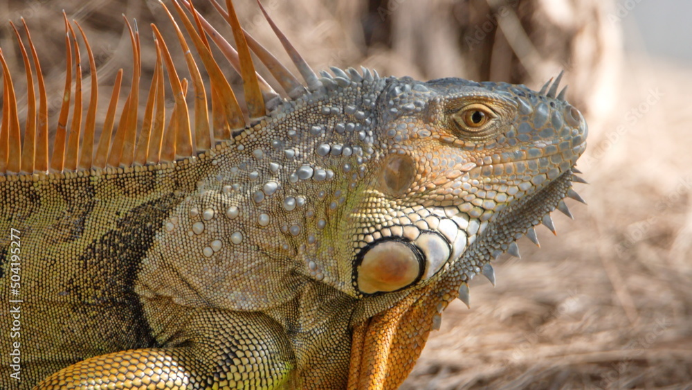 Obraz premium Close up of a green iguana (Iguana iguana) in a park in Fort Lauderdale, Florida, USA