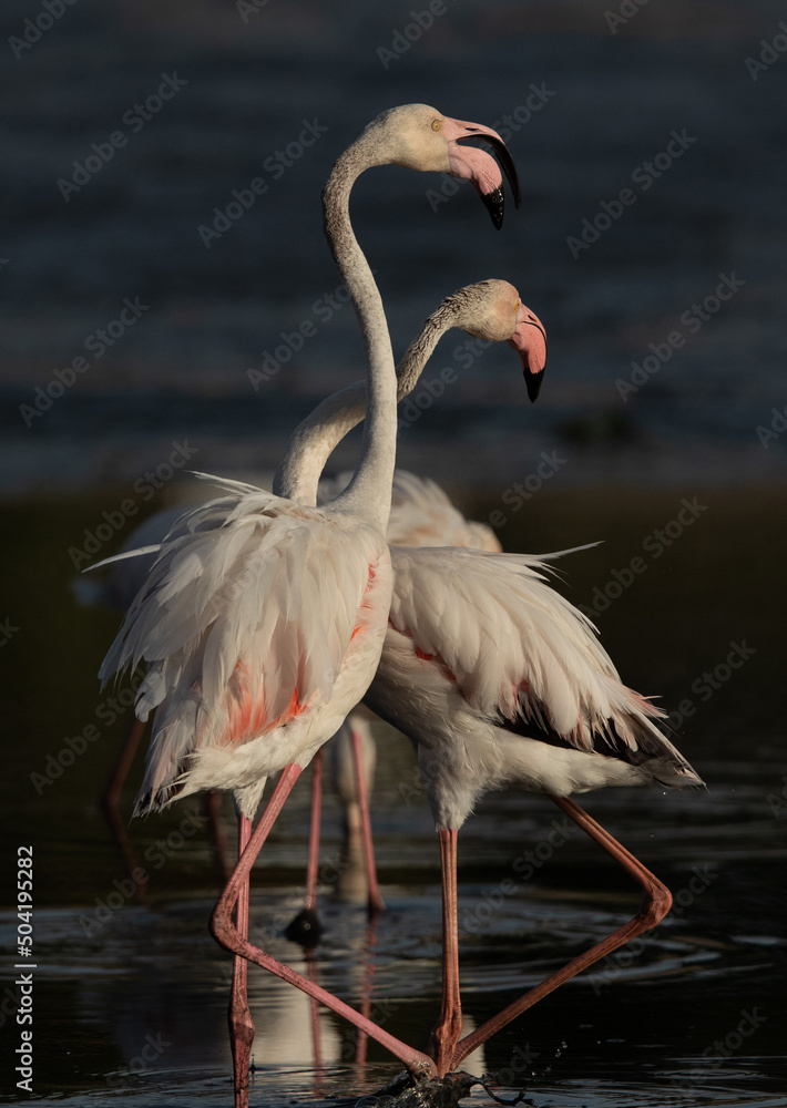 Greater Flamingos pushing each other while fighting at Tubli bay, Bahrain