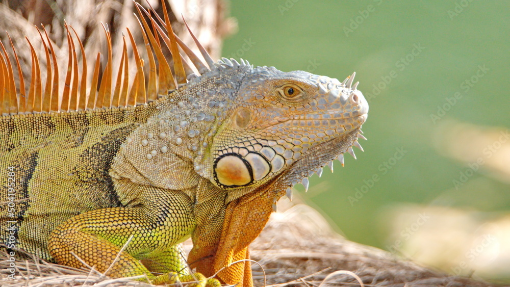 Obraz premium Close up of a green iguana (Iguana iguana) in a park in Fort Lauderdale, Florida, USA