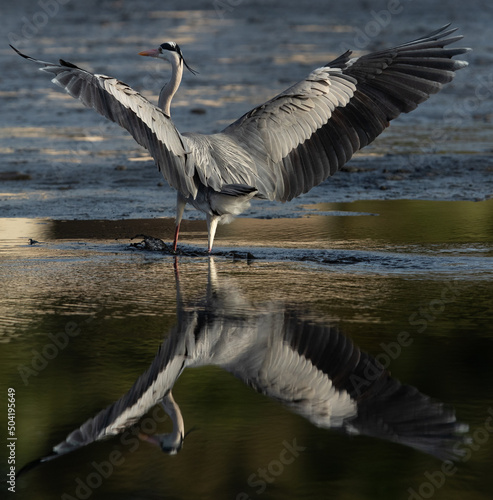 Grey Heron landing with beautiful reflection on water at Tubli bay, Bahrain © Dr Ajay Kumar Singh