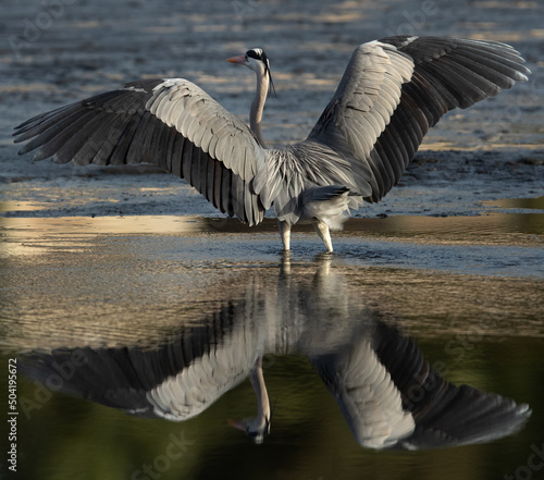 Grey Heron raising its wings to takeoff at Tubli bay, Bahrain © Dr Ajay Kumar Singh