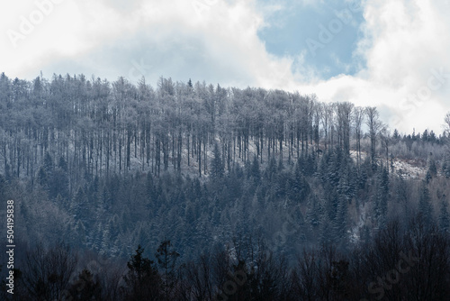 Małe Kozy, Śląsk, Polska, Beskid Mały oszronione drzewa, korony w śniegu. Łąka pod drzewami, białe chmury.