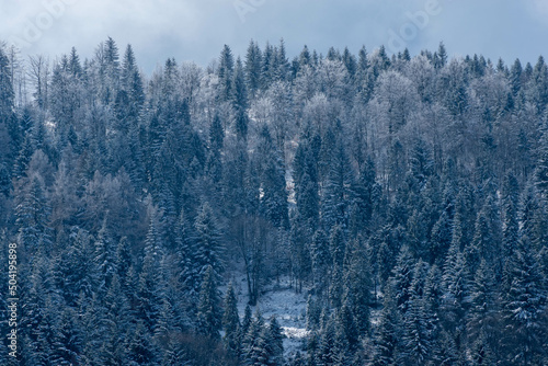 Małe Kozy, Śląsk, Polska, Beskid Mały oszronione drzewa, korony w śniegu, chmury.